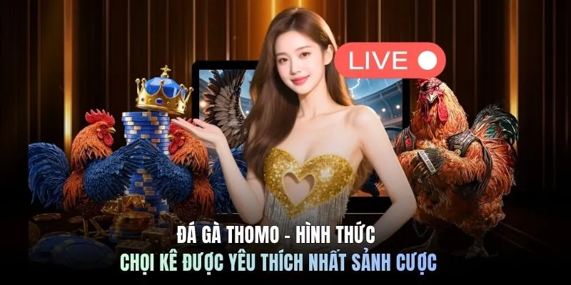 Đá gà Thomo - Hình thức chọi kê được yêu thích nhất sảnh cược