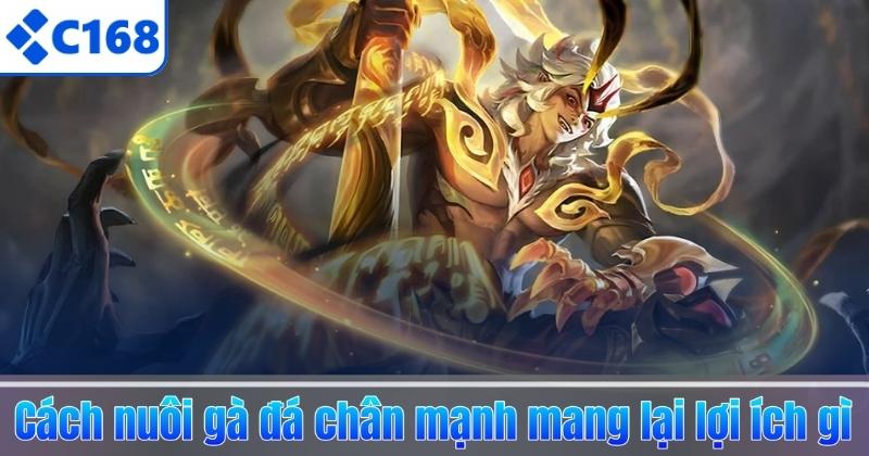Cách nuôi gà đá chân mạnh mang lại lợi ích gì 
